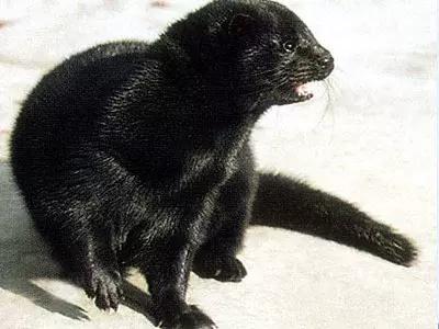 买皮衣辨真假,买皮衣如何识别真皮和人造