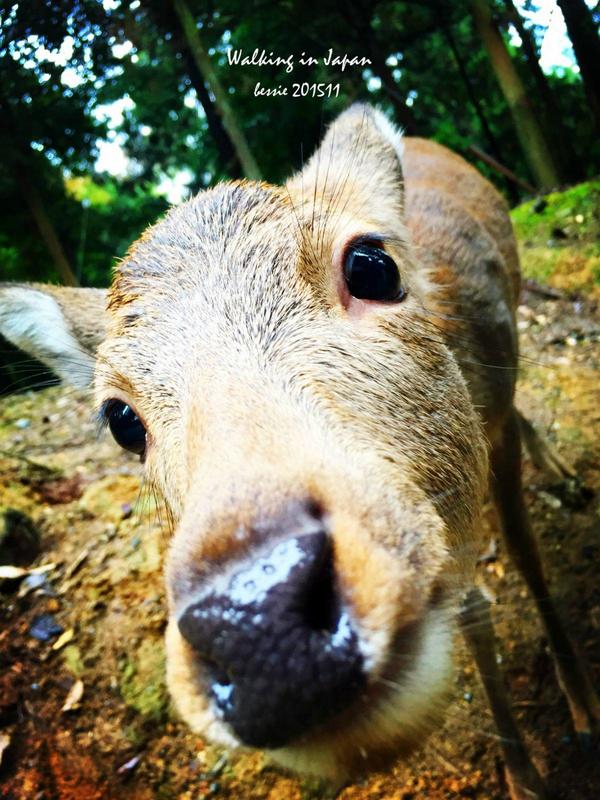 霓虹国秋日暴走之旅,漫步日本旅行游记