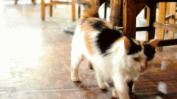 黄埔古港农家菜,黄埔古港好吃美食