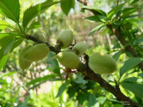 葡萄套完袋有裂果怎么办,葡萄套袋之后发现有枯果怎么办