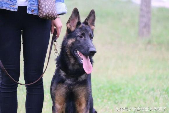 德牧的遗传倾向性疾病,怎么才能让德牧有警觉性