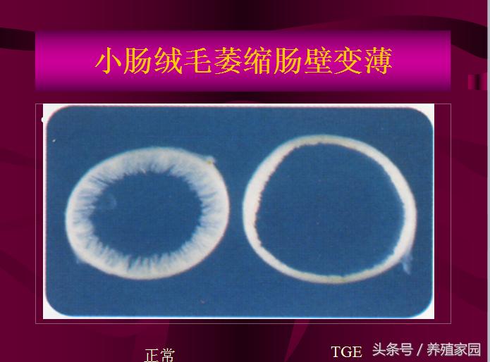 猪冬季腹泻疾病的原因