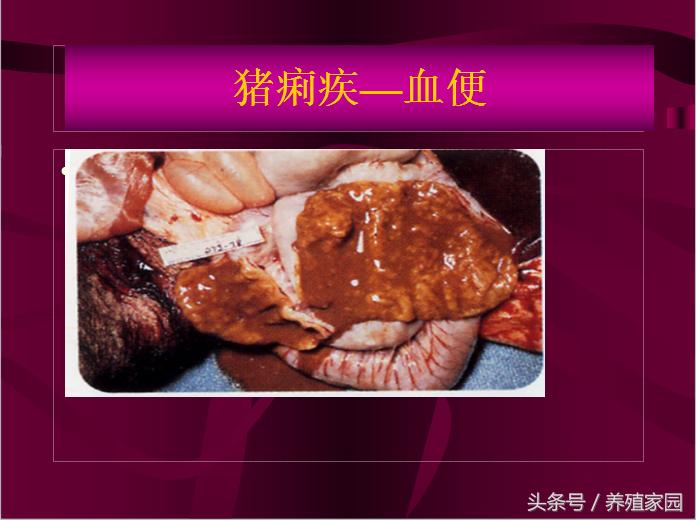 猪冬季腹泻疾病的原因