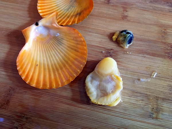 爱秀食堂-甘树子蒸石斑鱼奶香焗扇贝