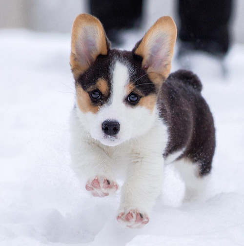 柯基被教育耳朵耷拉,柯基尴尬期耳朵特别大怎么回事