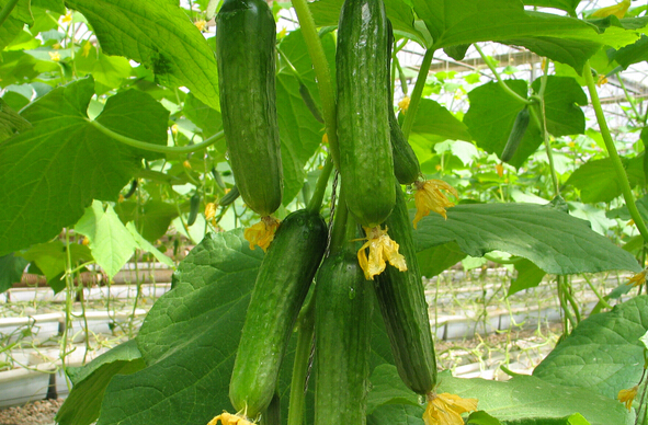 葡萄套完袋有裂果怎么办,葡萄套袋之后发现有枯果怎么办