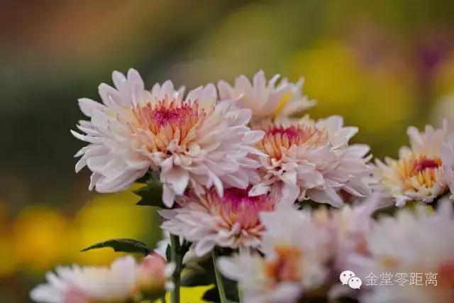 去金堂玉皇山养生谷耍一耍,金堂玉皇山一日游最佳路线