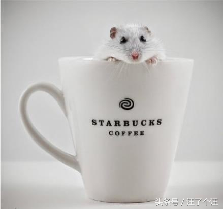 怎么给仓鼠屋消毒最好呢,用什么可以帮仓鼠消毒杀虫