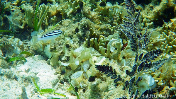 帕劳海底世界完整视频,帕劳潜水遇到的海底生物