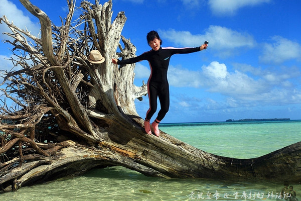 帕劳海底世界完整视频,帕劳潜水遇到的海底生物