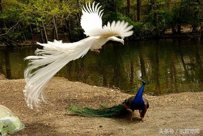孔雀毛寓意什么意思,孔雀毛的寓意及象征风水