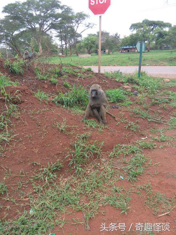我在非洲工作的日子，给大家介绍下非洲的风土人情