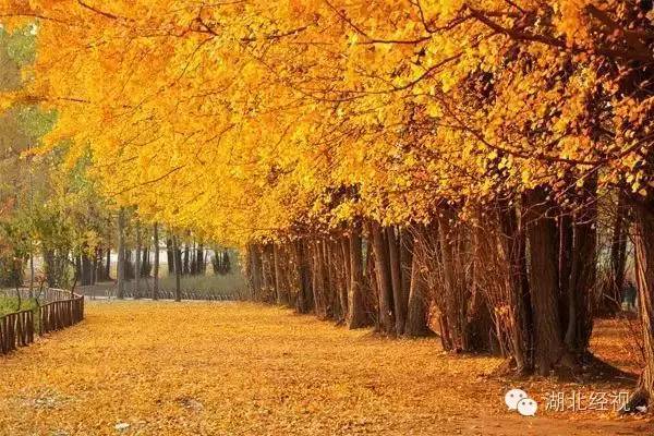 武汉秋天不可错过的美景,武汉踏春打卡地