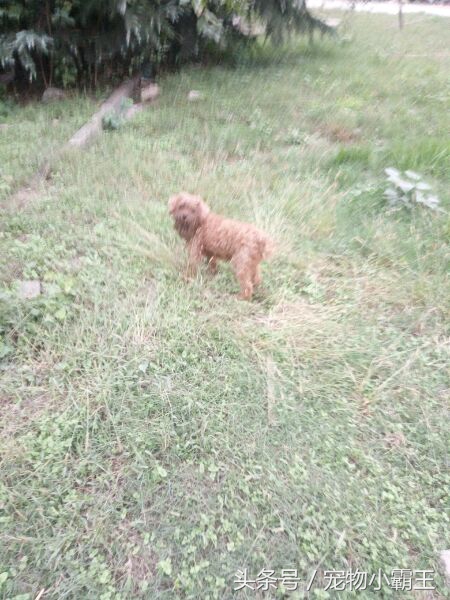 一直有人抱怨捡不到流浪狗，今天我却发现了一只漂亮的小泰迪！