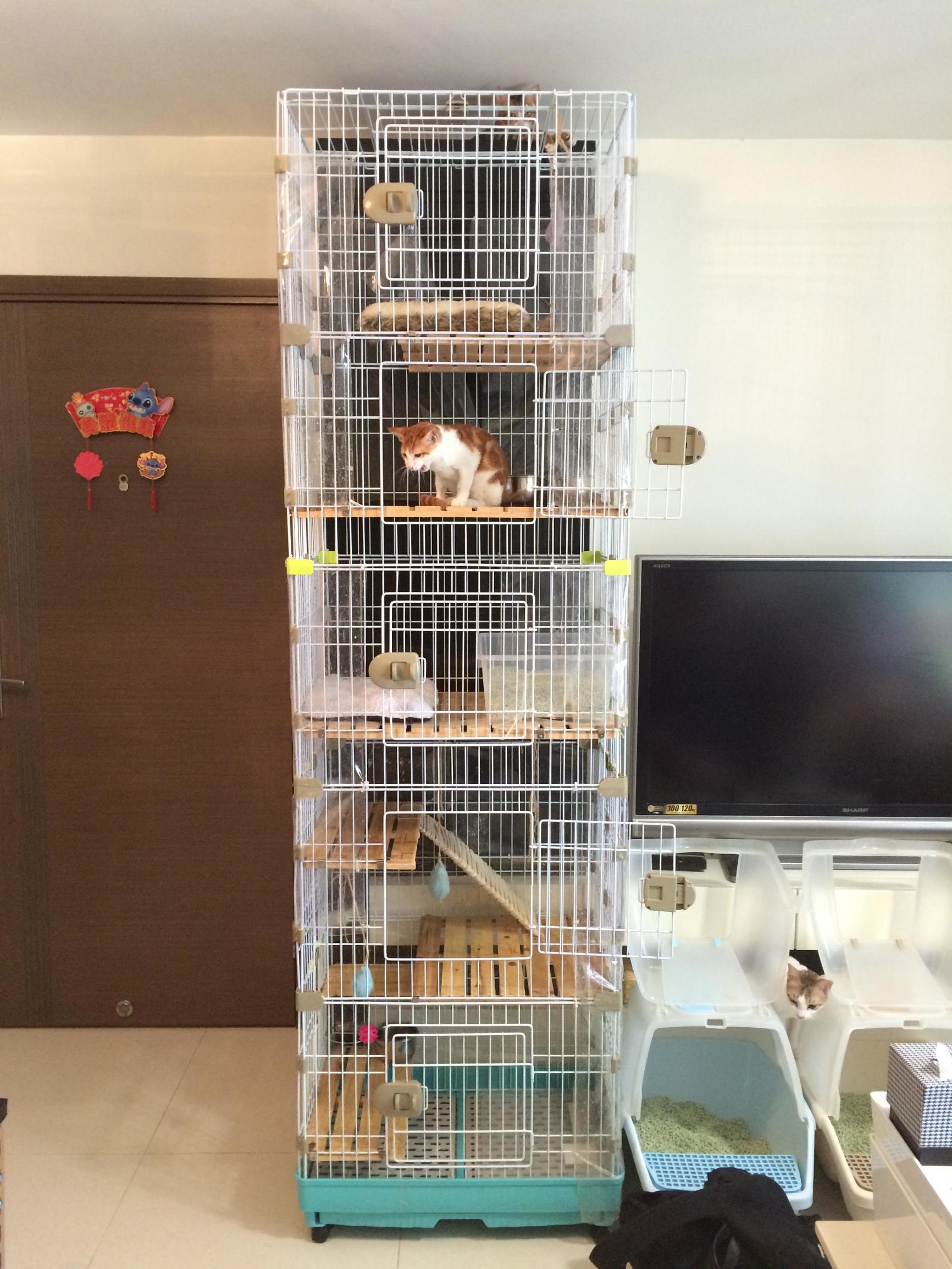 这个香港女孩，是20只残疾猫咪的妈妈：“我会照顾它们到老”