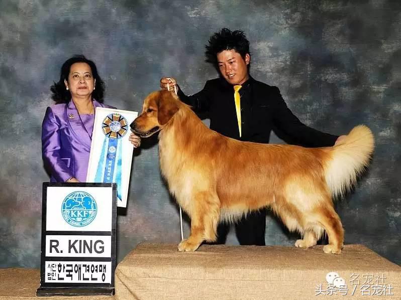 成都金毛cku国际认证犬舍,金毛拉布拉多犬舍全国直发