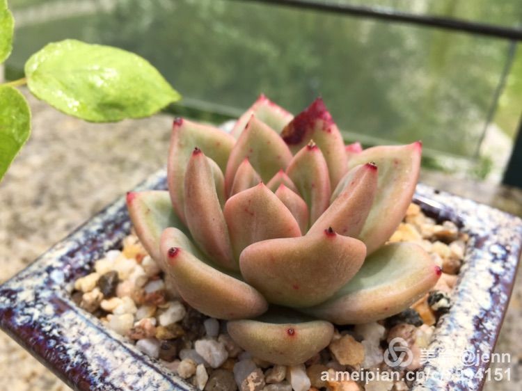 我的多肉小苗一直在露养用遮阳吗,露养冬天的第一盆多肉