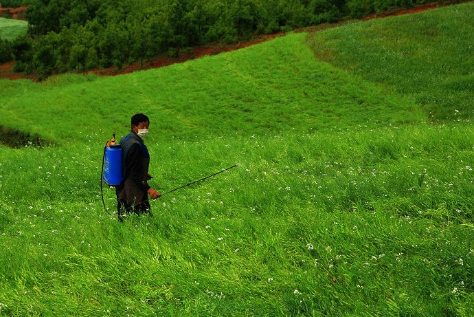葡萄套完袋有裂果怎么办,葡萄套袋之后发现有枯果怎么办