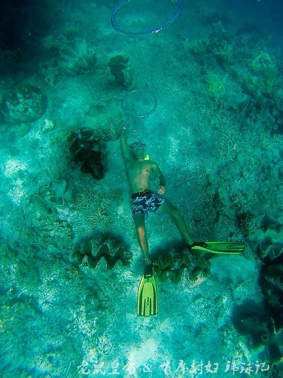 帕劳海底鲨鱼图片大全,帕劳海洋奇观之谜