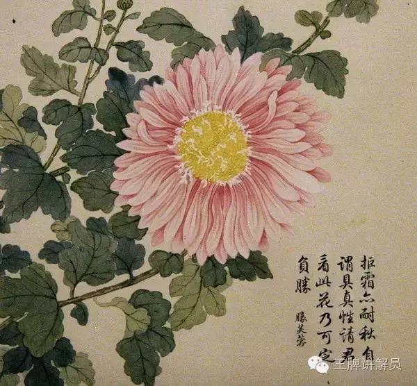 故宫文物菊花,故宫藏菊花长卷