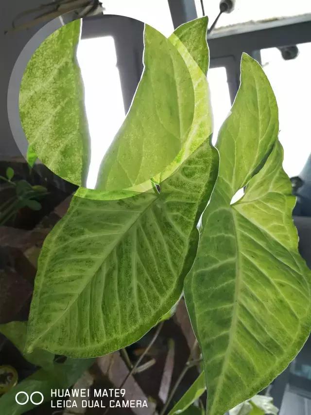 mate9发布价格,mate9还值多少钱