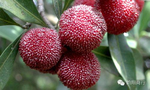 带你吃遍云霄美食,舌尖上的云霄