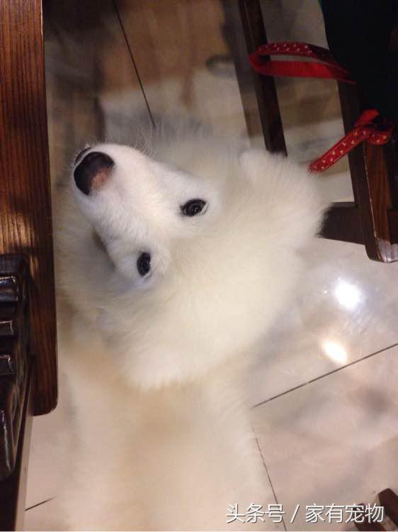 萨摩耶耳朵立不起来是串吗,萨摩耶耳朵立起来又垂下去了