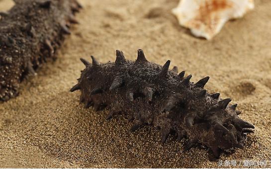 揭秘海参的吃法和营养价值