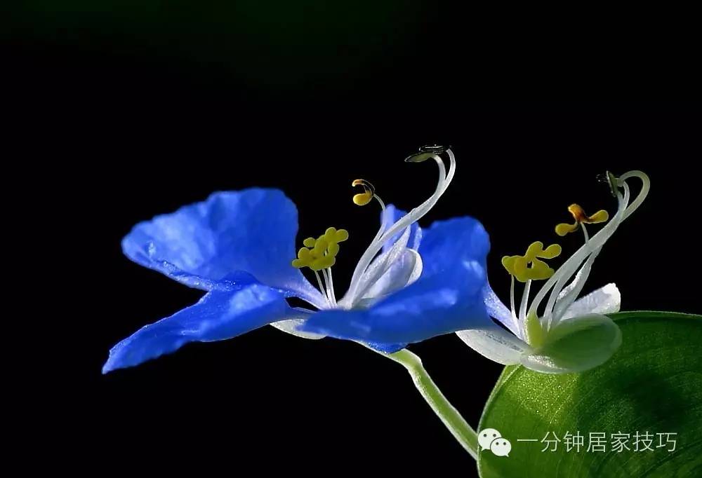 适合在屋里养有利于健康的植物,家里种植什么植物有助于健康