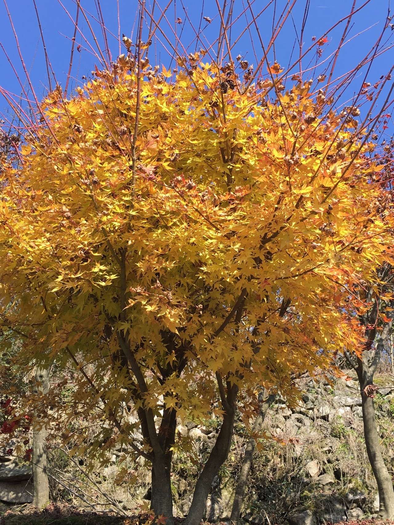 奉化溪口镇栖霞古道,宁波奉化旅游攻略完整版