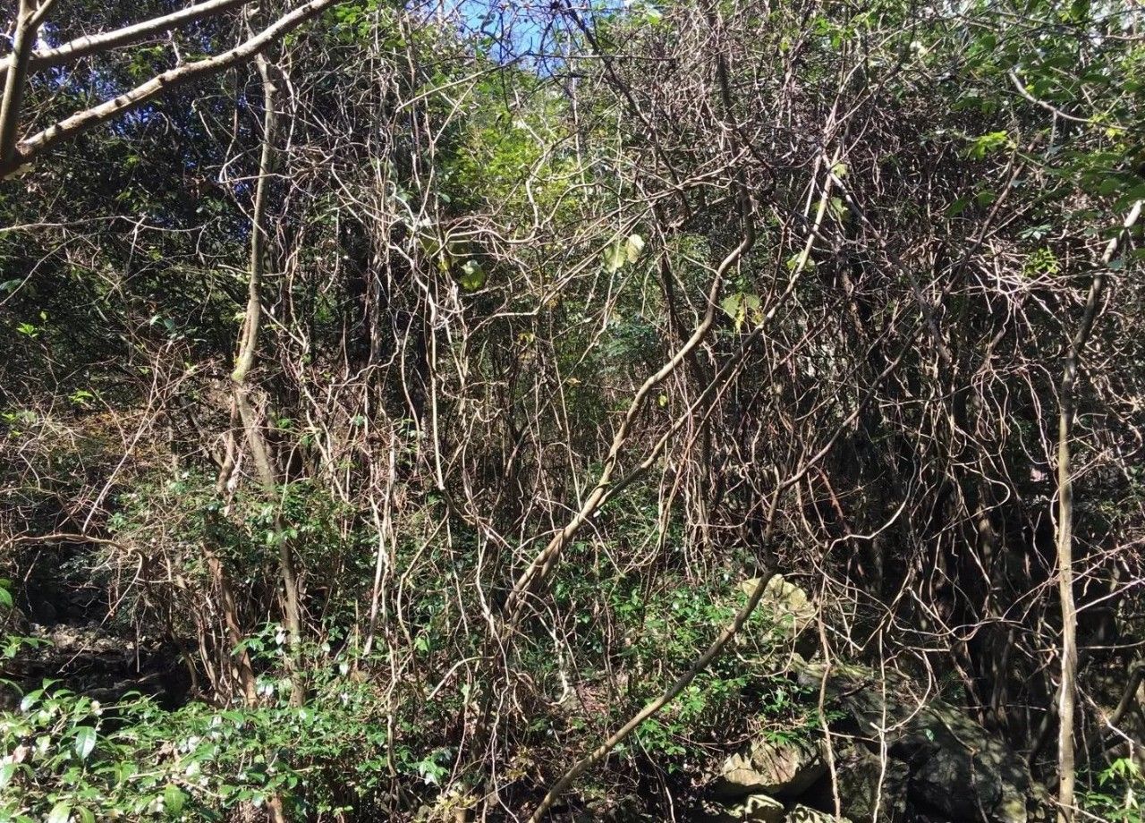 奉化溪口镇栖霞古道,宁波奉化旅游攻略完整版