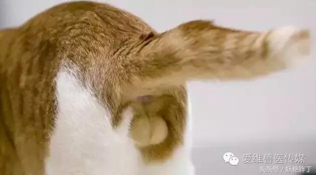 怎么分辨幼猫是公还是母,怎么分辨幼猫是母的还是公的