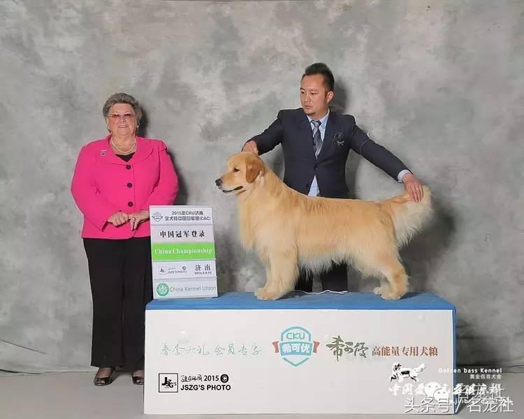 金毛寻回犬产地在哪,正规犬舍赛级双血统金毛幼犬