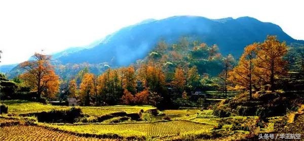 乐山最美银杏打卡地,中国最美十大银杏观赏地