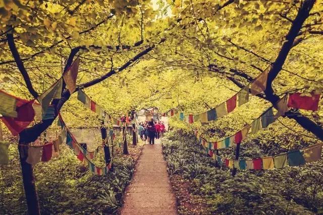 成都寺庙看银杏最美的地方,成都市最美银杏树在什么位置