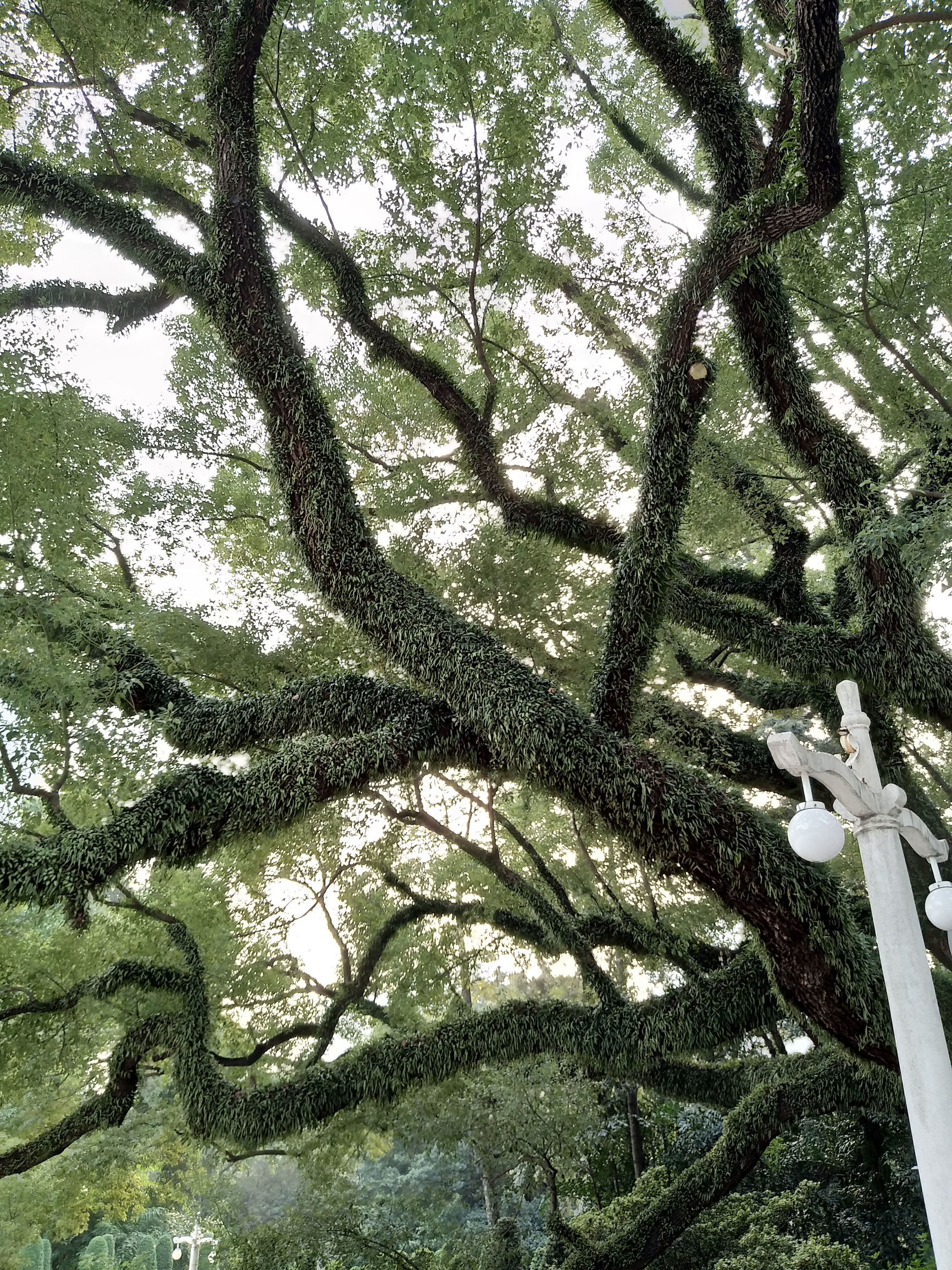 vivox90评测有没有长焦镜头,vivox9评测安卓版本8.1