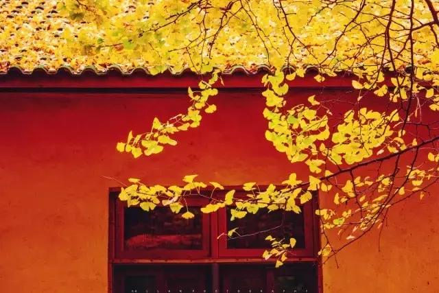 成都寺庙看银杏最美的地方,成都市最美银杏树在什么位置