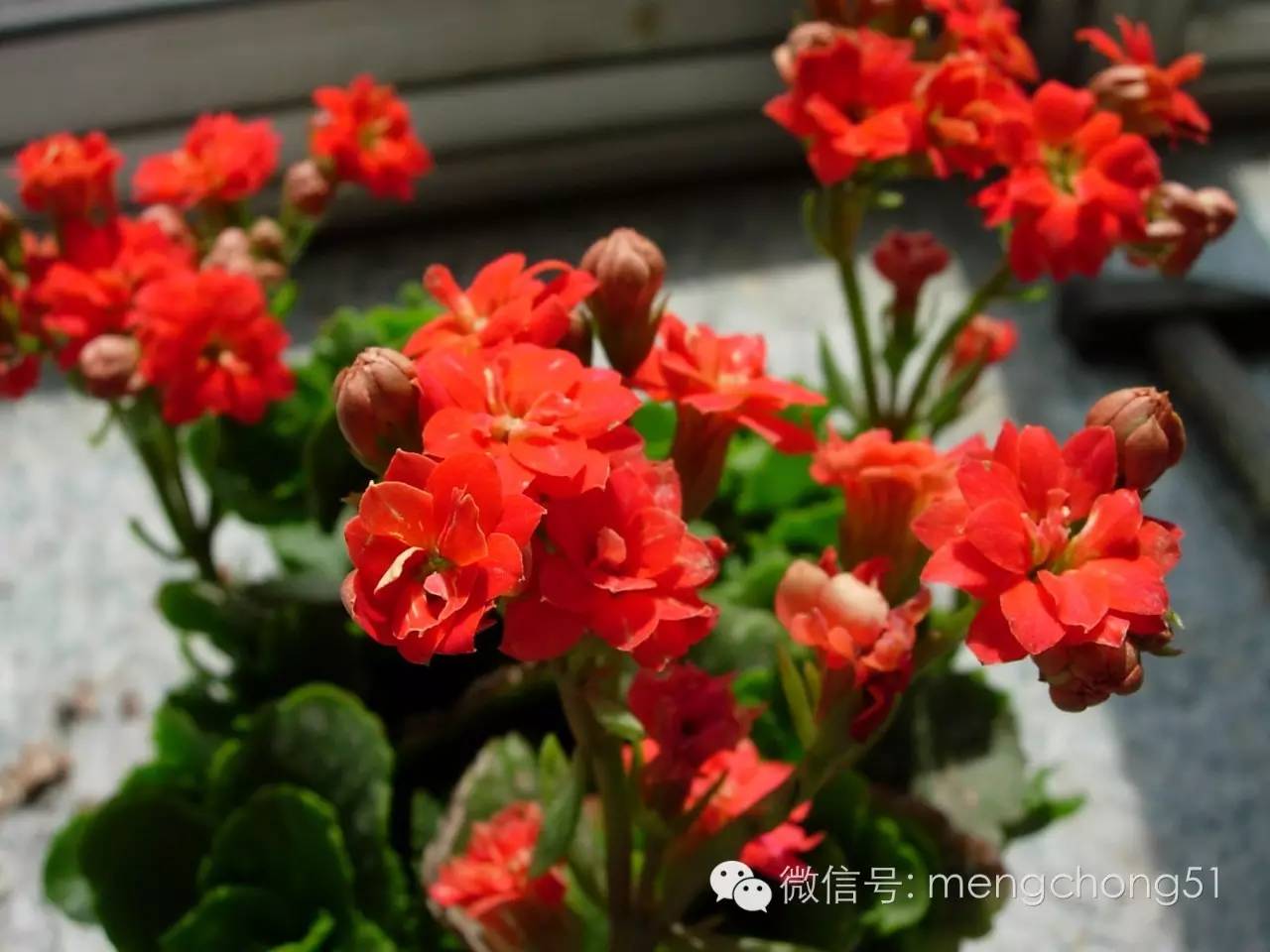 对猫咪有毒的植物有哪些？猫咪误食毒性植物怎么办？