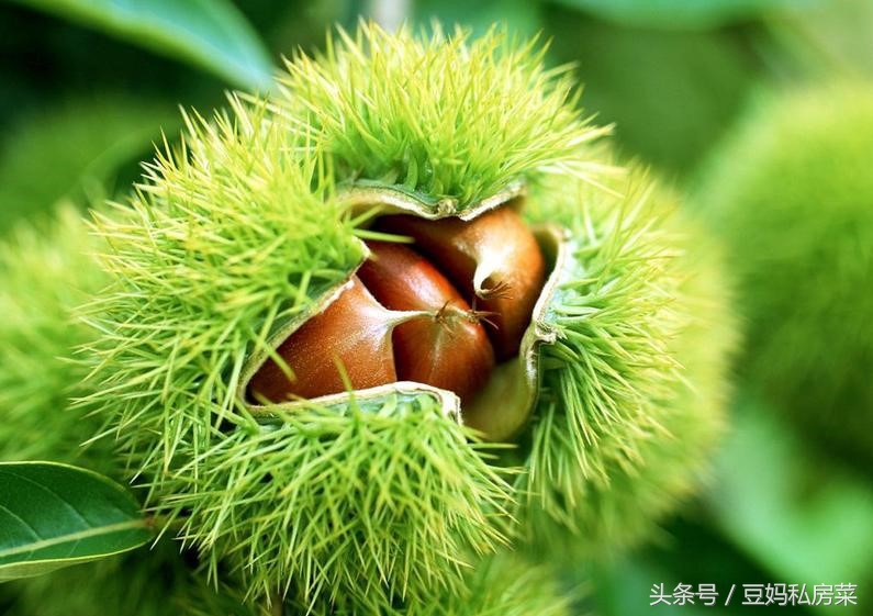 用剥栗子神器剥栗子的正确方法,如何剥栗子剥出完整的栗子肉