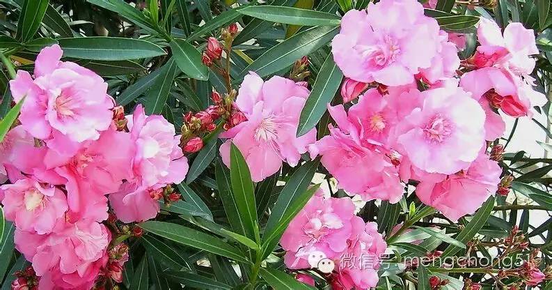 对猫咪有毒的植物有哪些？猫咪误食毒性植物怎么办？