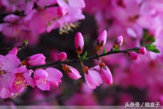 感恩节为你读诗,适合感恩节的唐诗