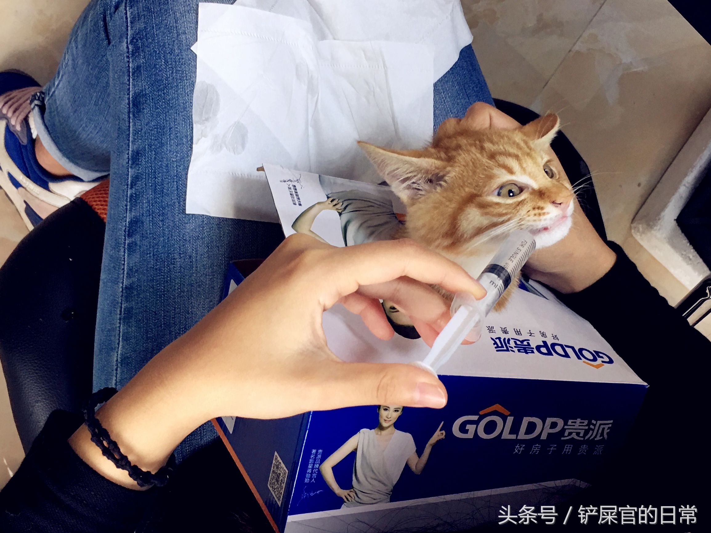 猫瘟喂药好的可能性大吗,猫瘟治疗后的小猫怎么喂食