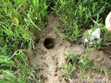 各种办法抓螃蟹,怎样才能轻松抓到螃蟹