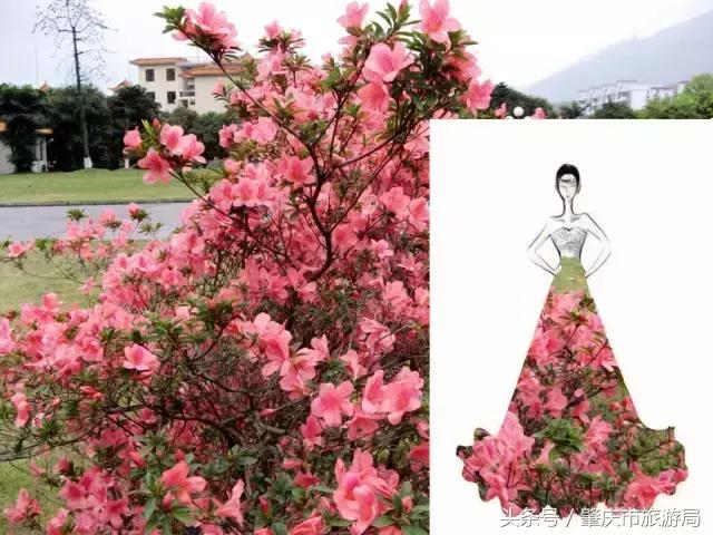 西大下了一场雨,美翻了整个肇庆!