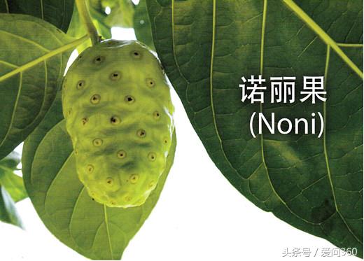 成熟的诺丽果是什么样,诺丽果的种类和功效大全