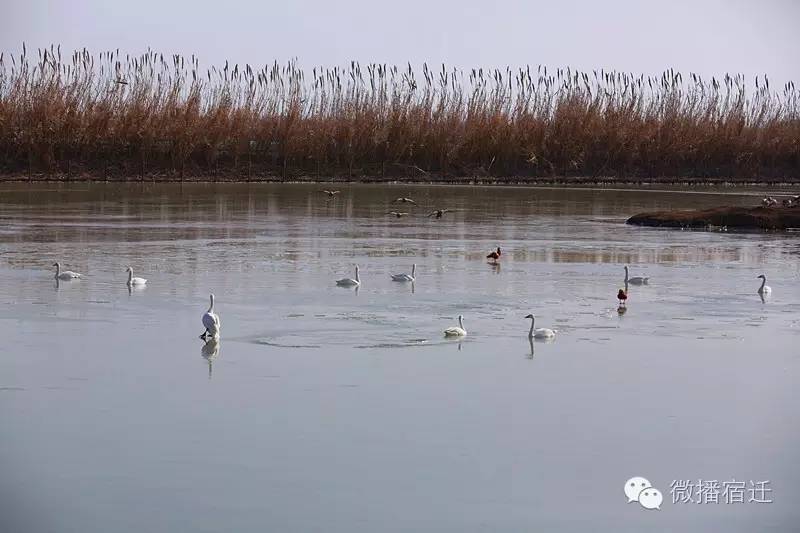 雪中宿迁，素颜都美到窒息！