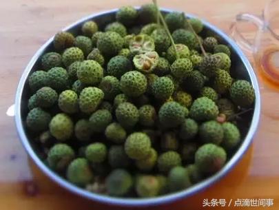 生长在山野的“山荔枝”俗称“黄鸡卵”，它的药用功效还真不少