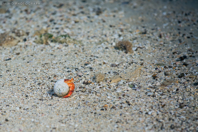 库克，上帝最秘密的存在