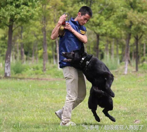 德国牧羊犬长得真霸气,黑色德国牧羊犬和黑狼犬