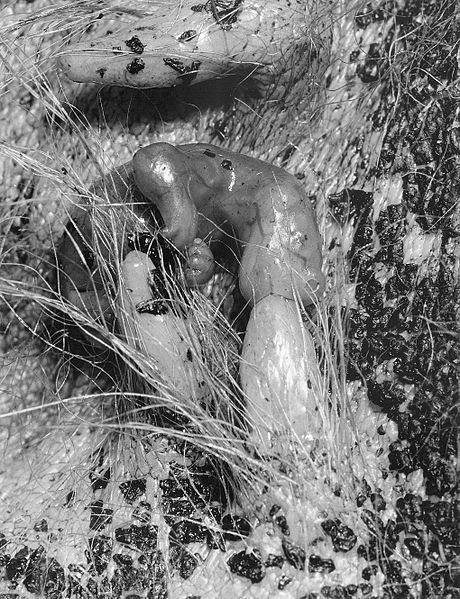 小袋鼠出生需要多久,袋鼠才出生时有多小